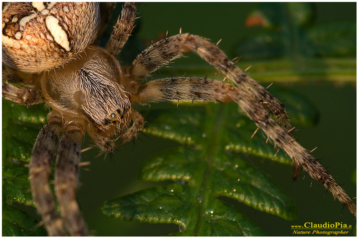 araneus diadematus, fiori di montagna, fiori alpini in Alta Val d'Aveto